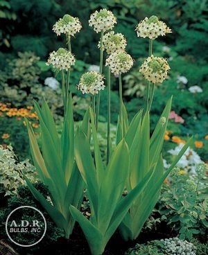 شیر مرغ عربی 